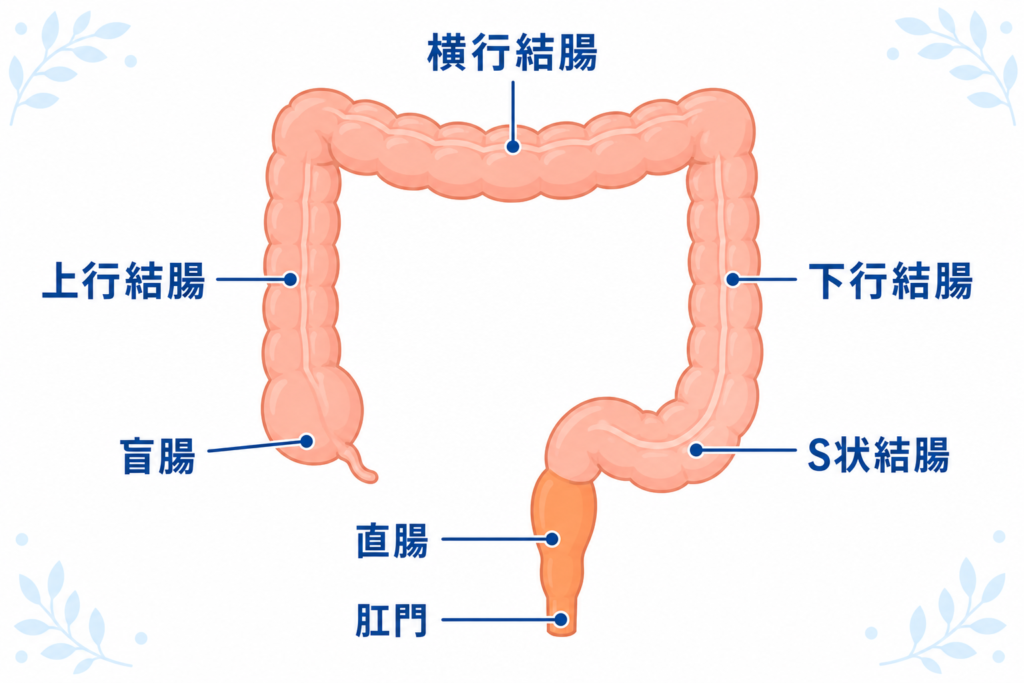 大腸の構造図(盲腸・上行結腸・横行結腸・下行結腸・S状結腸・直腸)を示す解剖イラスト