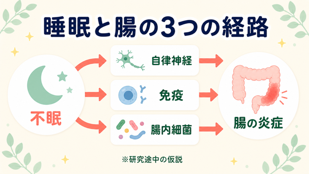 不眠が自律神経・免疫・腸内細菌を介して腸の炎症につながる3つの経路をフラットなイラストで示す図