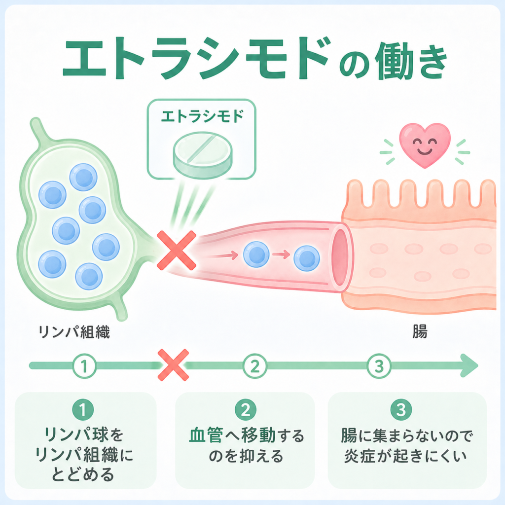 S1P受容体調節薬エトラシモド(ベルスピティ®)がリンパ球を制御するイメージ