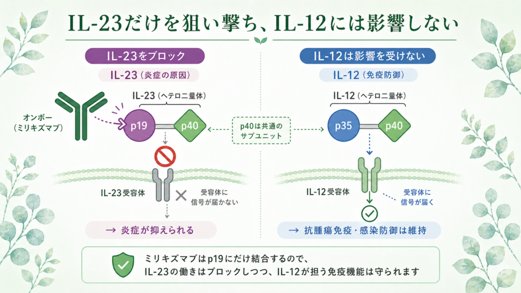 IL-23のp19を狙い撃ちして腸の炎症を抑えるオンボー(ミリキズマブ)の作用機序イメージ