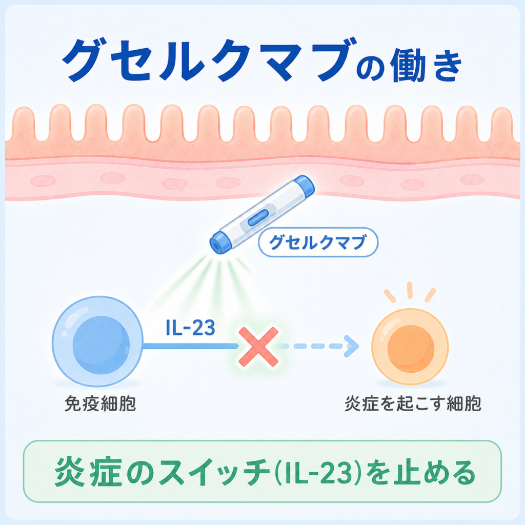 IL-23阻害薬グセルクマブ(トレムフィア®)による炎症抑制の作用機序イメージ