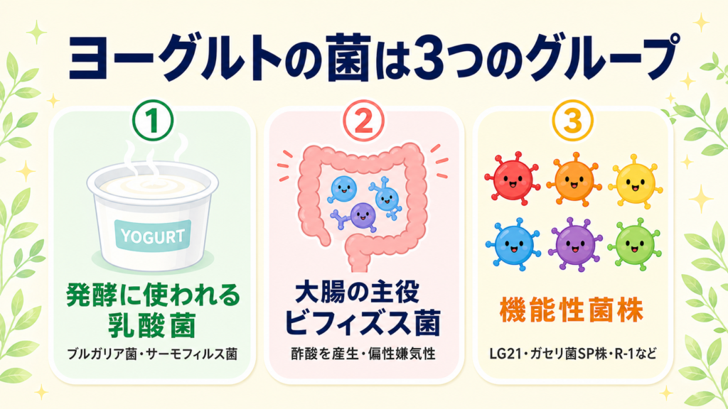 ヨーグルトに含まれる菌は「発酵に使われる乳酸菌」「大腸の主役ビフィズス菌」「特定の機能を狙った機能性菌株」の3つのグループに分類されることを示すインフォグラフィック