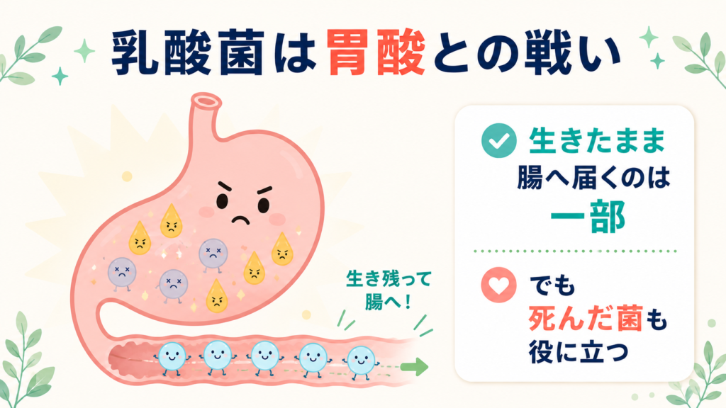 乳酸菌が胃酸を通過して腸に届く仕組みをかわいいキャラクターで表現したイラスト
