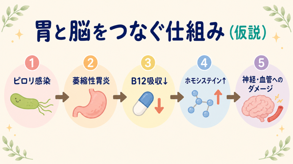 ビタミンB12摂取量が少ない人でのリスクを示すインフォグラフィック。ピロリ菌陽性で1.26倍、重度の萎縮性胃炎で1.34倍、両方ありで1.30倍の認知症リスク上昇