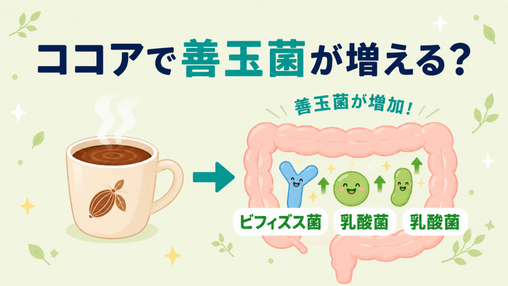 ココアの摂取で腸内の善玉菌（ビフィズス菌・乳酸菌）が増える仕組みを示した図