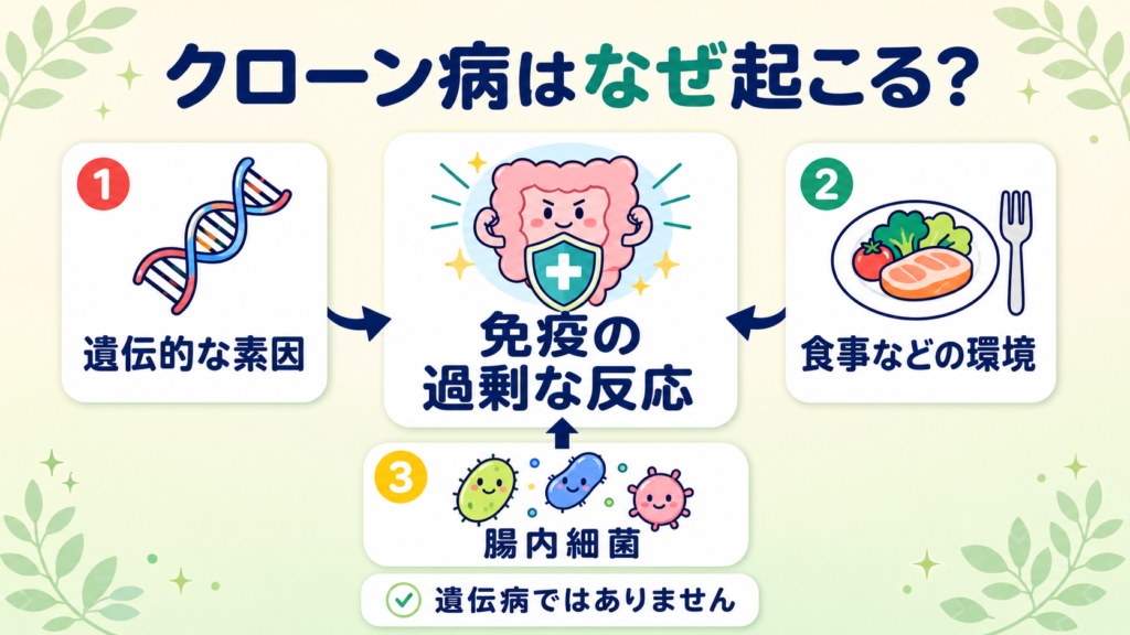 クローン病の原因を示す図。遺伝的素因・食事などの環境・腸内細菌が重なり免疫が過剰に反応すること、遺伝病ではないことを表す。